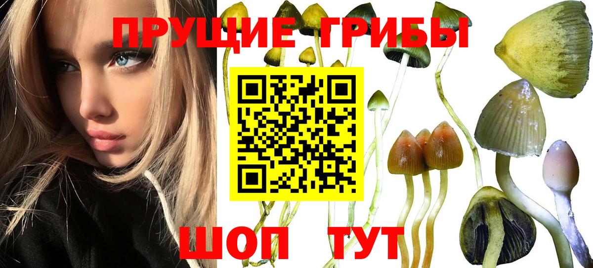 Галлюциногенные грибы Psilocybe Тимашёвск